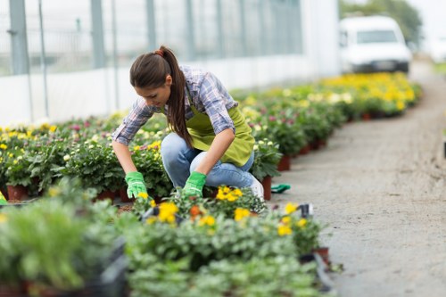 A woman with long brown hair tied back, wearing a plaid shirt, yellow gardening apron, and green gloves, is kneeling on the gravel pathway of a well-maintained garden at a greenhouse in Hackbridge, London SW17. She is carefully tending to a row of colourful flowering plants, which include yellow and purple blooms, set in black plastic pots arranged in neat lines along the edge of the gravel. Behind her, there is a lush, green hedge boundary that separates the greenhouse environment from the outdoor garden area. To the right, the garden continues with additional flower beds and some small shrubs, while the background features glass panels typical of horticultural greenhouses, allowing natural light to illuminate the scene. The overall setting suggests routine outdoor gardening or plant maintenance work, typical of professional gardening services in the Hackbridge area, highlighting attentive care to flower bed borders and plant health under diffused daylight conditions.