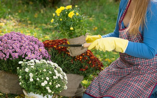 A person wearing yellow gardening gloves and a checkered apron is tending to a small flower bed in a garden, which features a variety of colorful flowering plants, including a cluster of purple, white, and red blossoms. They are holding a pair of pruning shears, trimming a red-flowered shrub, while another potted plant with yellow flowers sits nearby on a paved area. The background shows a lush, green lawn adjacent to the flower bed, with blurred foliage and additional garden plants, indicating a well-maintained outdoor space likely part of a private garden or community planting area. This scene, captured in natural daylight with soft sunlight, emphasizes outdoor gardening activities related to landscaping and plant care, consistent with services offered by Hedge Trimming Hackbridge in the London Borough of Sutton, within the SM5 postcode area.